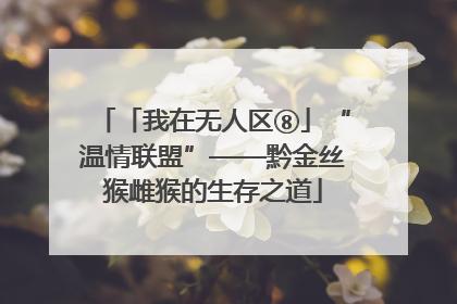 「我在无人区⑧」“温情联盟”——黔金丝猴雌猴的生存之道