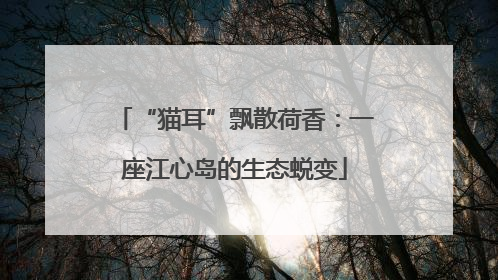 “猫耳”飘散荷香：一座江心岛的生态蜕变
