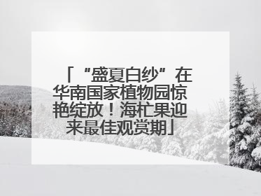 “盛夏白纱”在华南国家植物园惊艳绽放！海杧果迎来最佳观赏期