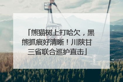 熊猫树上打哈欠，黑熊抓痕好清晰！川陕甘三省联合巡护直击