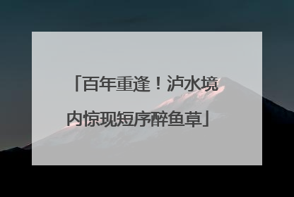 百年重逢！泸水境内惊现短序醉鱼草