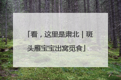 看，这里是肃北｜斑头雁宝宝出窝觅食