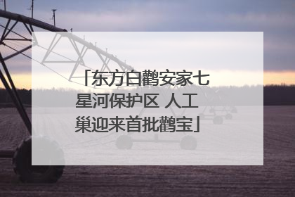 东方白鹳安家七星河保护区 人工巢迎来首批鹳宝