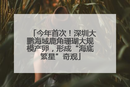 今年首次！深圳大鹏海域鹿角珊瑚大规模产卵，形成“海底繁星”奇观