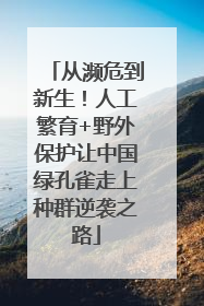 从濒危到新生！人工繁育+野外保护让中国绿孔雀走上种群逆袭之路