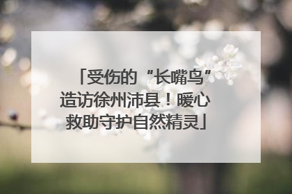 受伤的“长嘴鸟”造访徐州沛县！暖心救助守护自然精灵