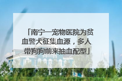 南宁一宠物医院为贫血警犬征集血源，多人带狗狗前来抽血配型