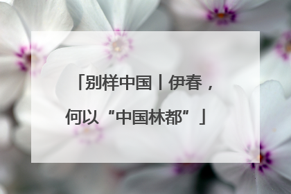 别样中国丨伊春，何以“中国林都”