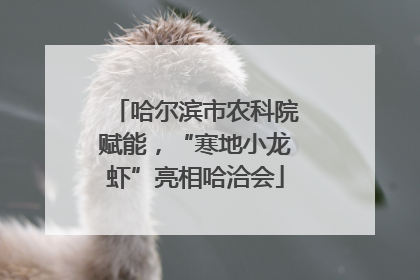 哈尔滨市农科院赋能，“寒地小龙虾”亮相哈洽会