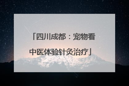 四川成都：宠物看中医体验针灸治疗