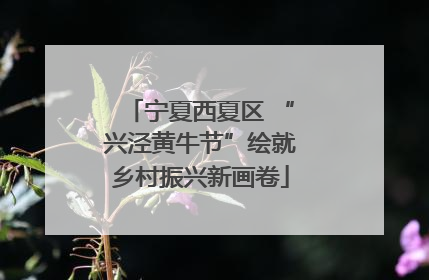 宁夏西夏区 “兴泾黄牛节”绘就乡村振兴新画卷