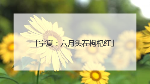 宁夏：六月头茬枸杞红