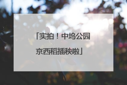 实拍！中坞公园京西稻插秧啦