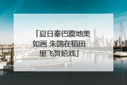 夏日秦巴腹地美如画 朱鹮在稻田里飞舞嬉戏