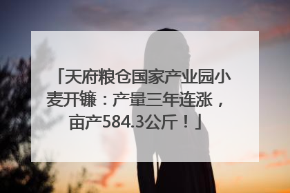 天府粮仓国家产业园小麦开镰：产量三年连涨，亩产584.3公斤！