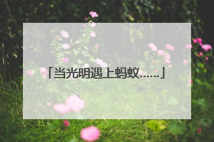 当光明遇上蚂蚁……