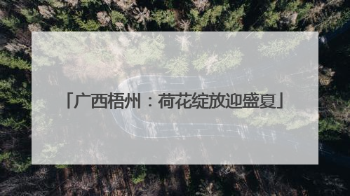 广西梧州：荷花绽放迎盛夏