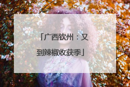 广西钦州：又到辣椒收获季
