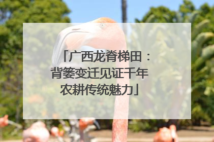 广西龙脊梯田：背篓变迁见证千年农耕传统魅力