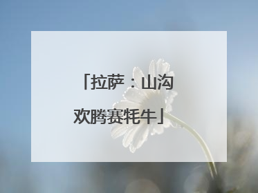 拉萨：山沟欢腾赛牦牛