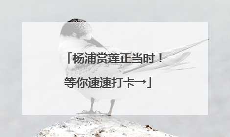杨浦赏莲正当时！等你速速打卡→