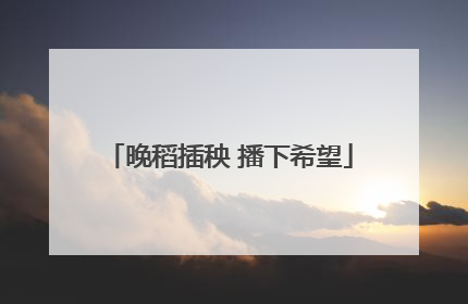 晚稻插秧 播下希望
