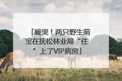 暖哭！两只野生萌宝在抚松林业局“住”上了VIP病房