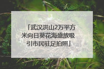 武汉洪山2万平方米向日葵花海盛放吸引市民驻足拍照