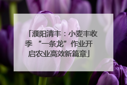 濮阳清丰：小麦丰收季 “一条龙”作业开启农业高效新篇章