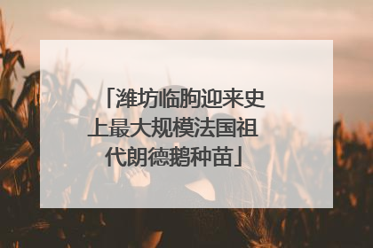 潍坊临朐迎来史上最大规模法国祖代朗德鹅种苗
