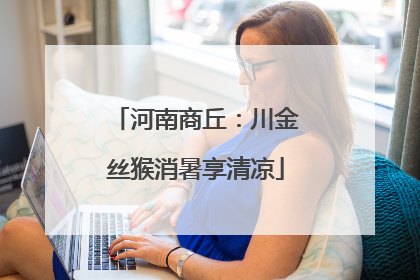 河南商丘：川金丝猴消暑享清凉