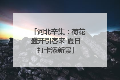 河北辛集：荷花盛开引客来 夏日打卡添新景