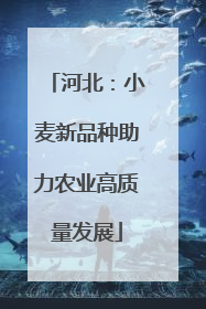 河北：小麦新品种助力农业高质量发展