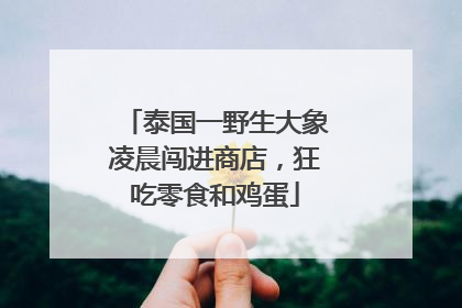 泰国一野生大象凌晨闯进商店，狂吃零食和鸡蛋