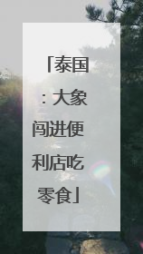泰国：大象闯进便利店吃零食