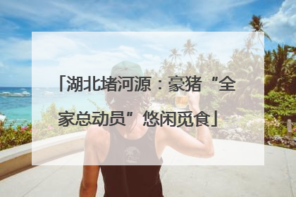 湖北堵河源：豪猪“全家总动员”悠闲觅食