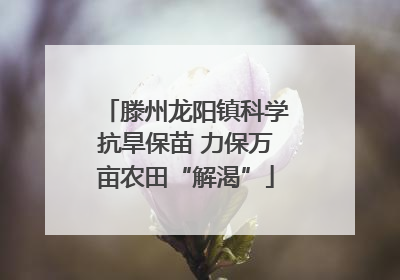 滕州龙阳镇科学抗旱保苗 力保万亩农田“解渴”