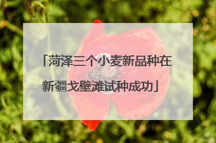 菏泽三个小麦新品种在新疆戈壁滩试种成功