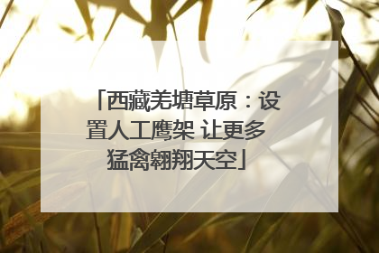 西藏羌塘草原：设置人工鹰架 让更多猛禽翱翔天空