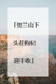 贺兰山下 头茬枸杞迎丰收