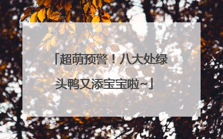 超萌预警！八大处绿头鸭又添宝宝啦~