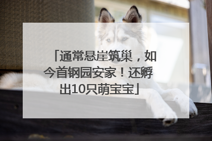 通常悬崖筑巢，如今首钢园安家！还孵出10只萌宝宝