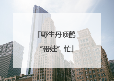 野生丹顶鹤“带娃”忙