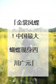 金裳凤蝶！中国最大蝴蝶现身四川广元