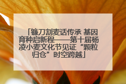 镰刀割麦话传承 基因育种启新程——第十届杨凌小麦文化节见证“颗粒归仓”时空跨越
